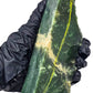 1.146kg - A Grade - Nephrite Rough