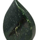 British Columbia Nephrite - Flame - A Grade - 1pc - 689g